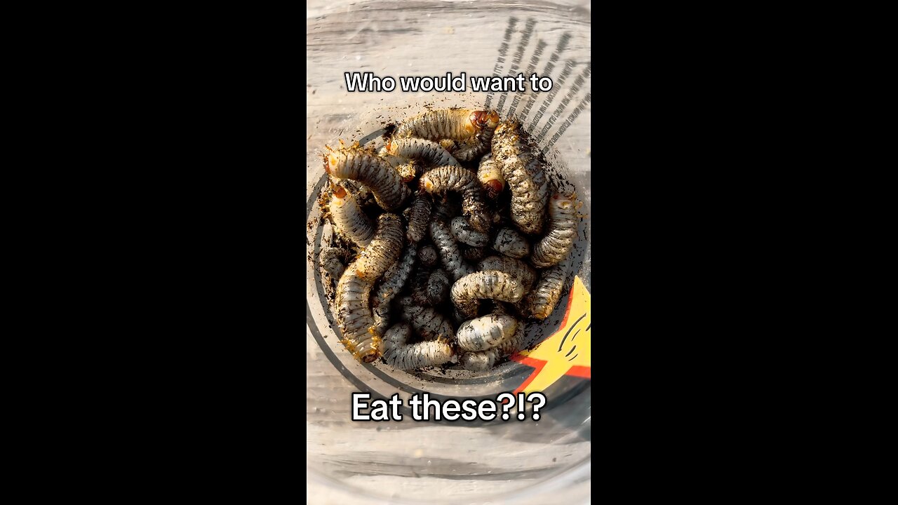 🐛 🐓 Grubs are their favorite!! 🐔