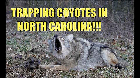 TRAPPING COYOTES AND FOXES IN NC!!!!