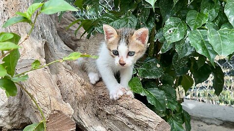 Tiny Kitten Come to Visit Shelter at the countryside for First Time - See how kitten react