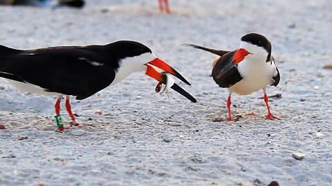 Black Skimmer E19 Defends Mate and Eggs from Gulls After Fish Delivery