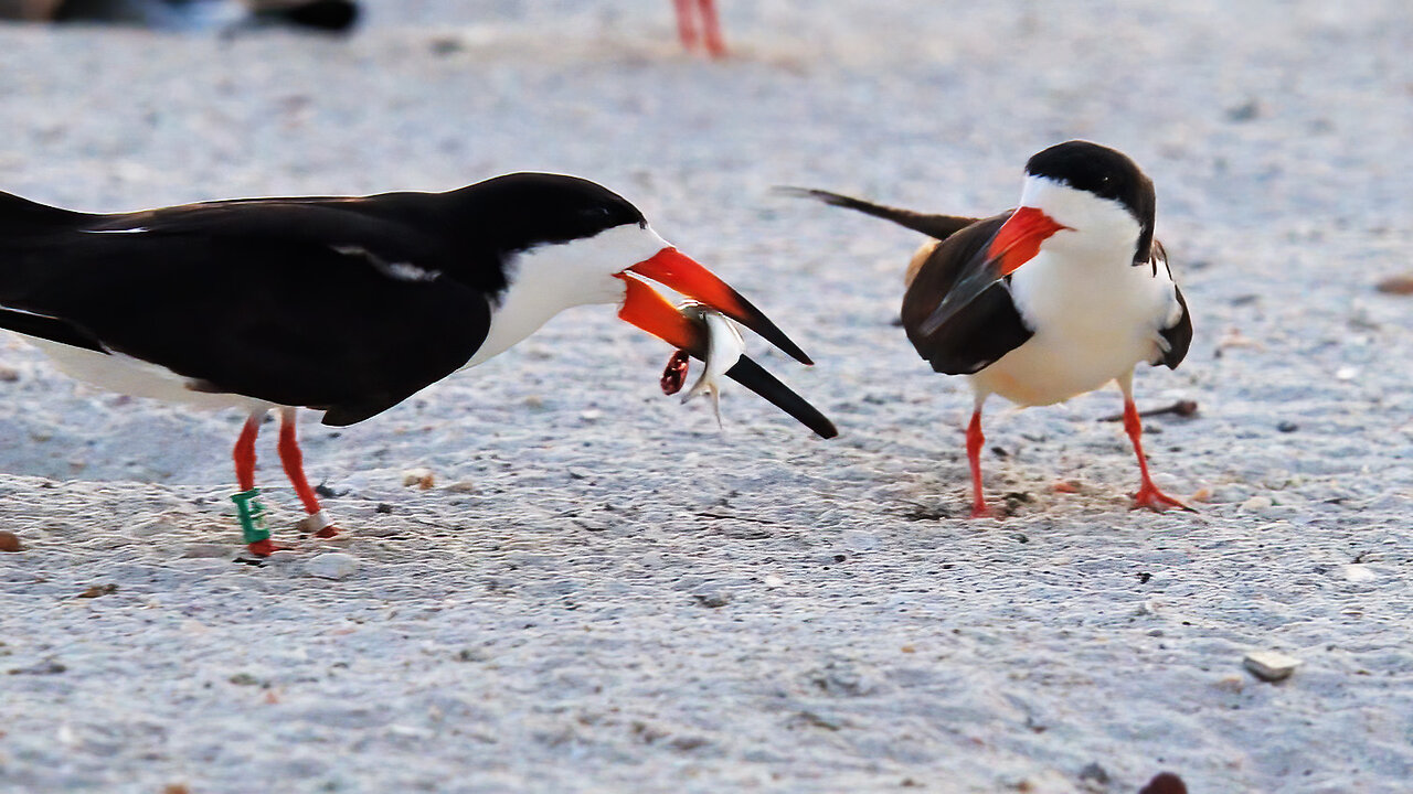 Black Skimmer E19 Defends Mate and Eggs from Gulls After Fish Delivery