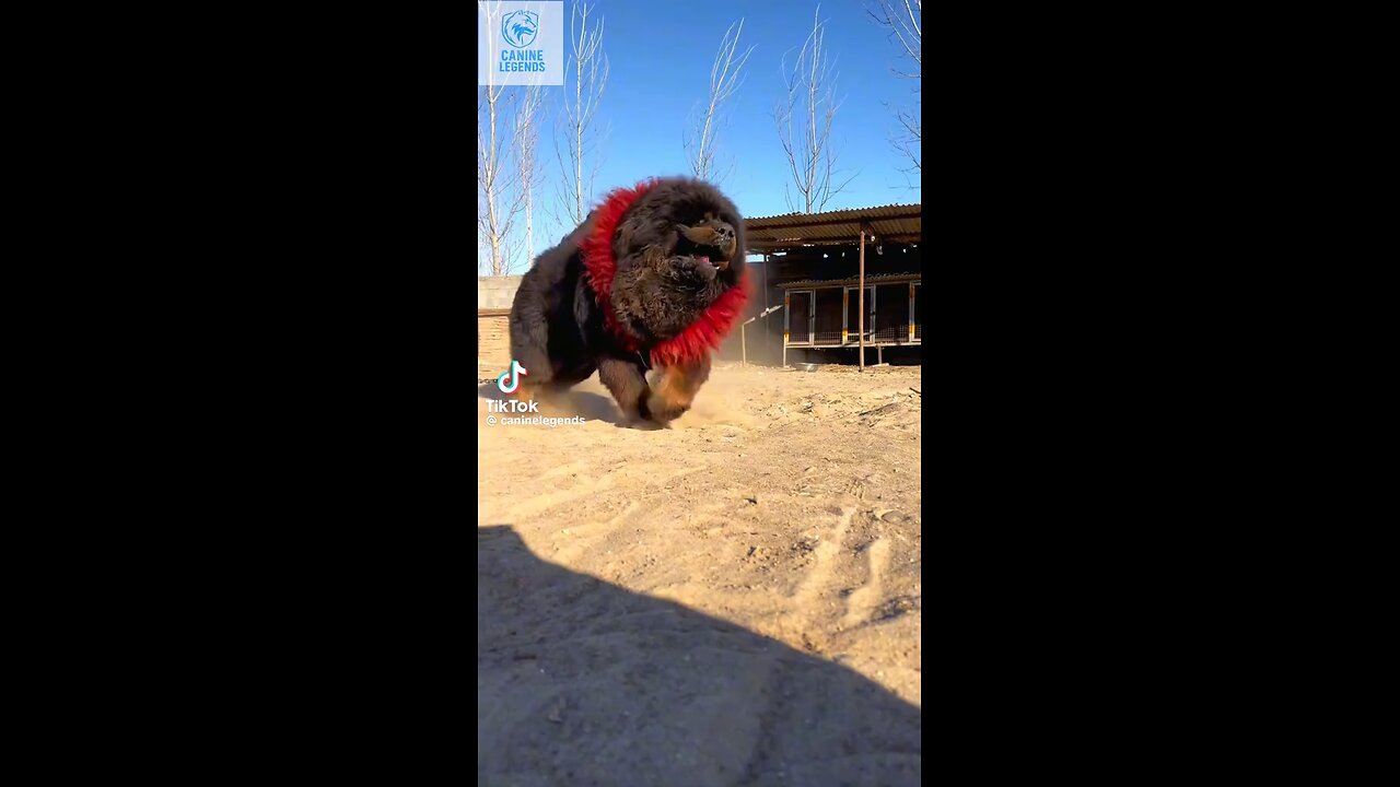 best dog 🐕🐕🐕