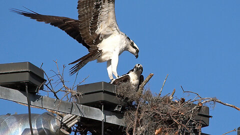 Osprey Building a New Nest