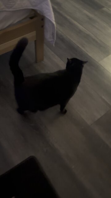 I am The Frog In a Box