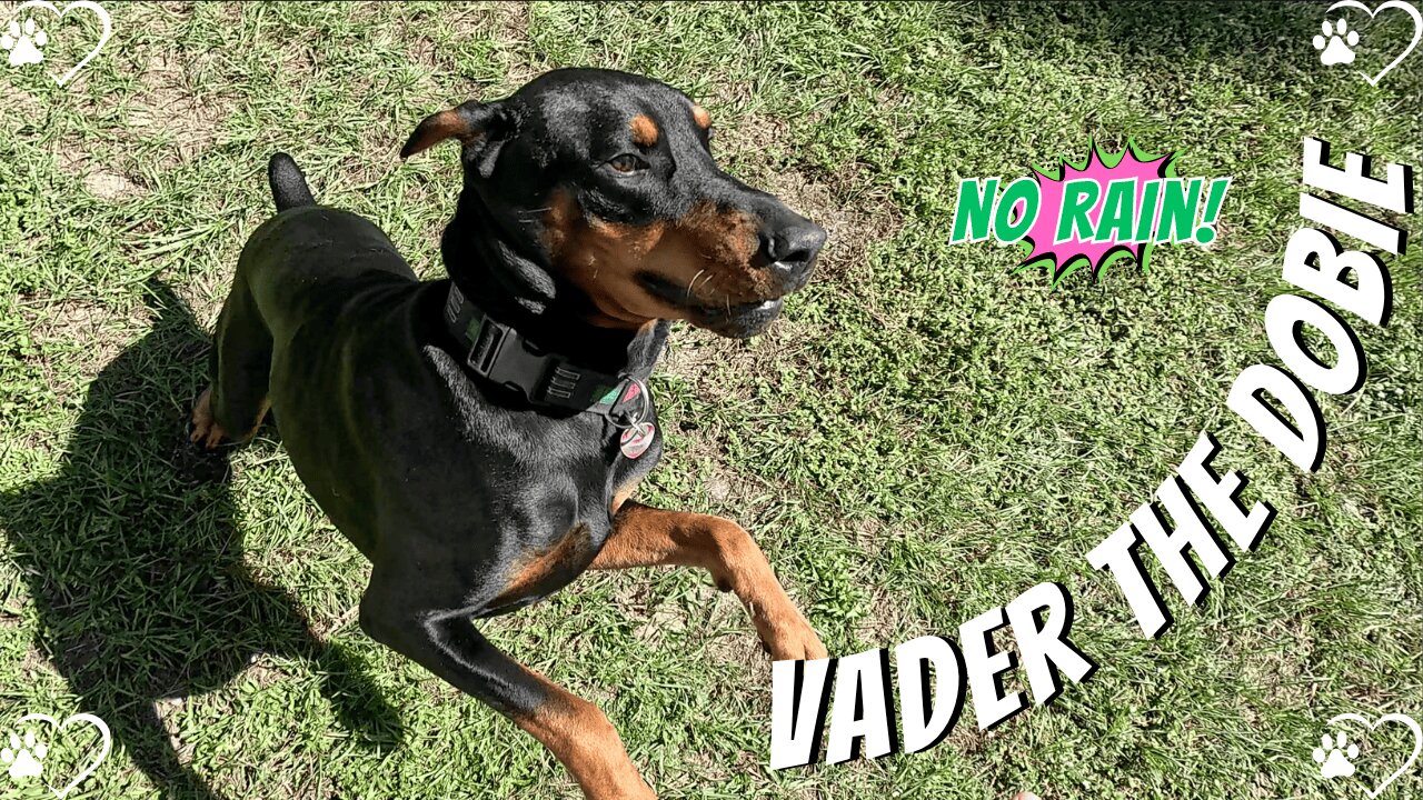 Doberman Sunny Stroll: Vader’s Shade-to-Sunlight Adventure! 🐶☀️