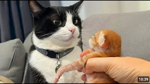 Cat Being Over Dramatic for Kitten 🤣 Funny Cat Videos 2025