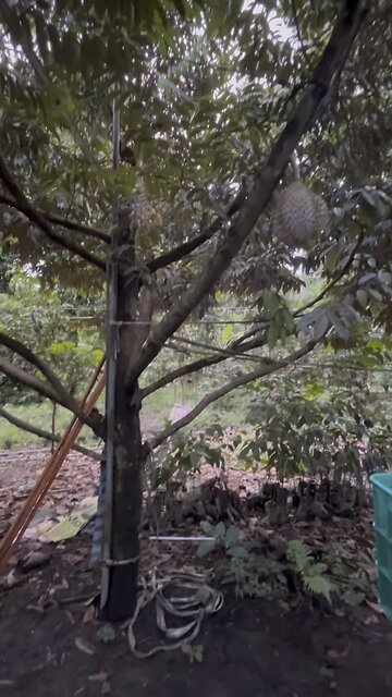 GIANT DURIAN TREE! Checking out an old durian / fruit farm in concepcion, philippines.