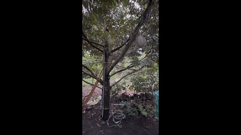 GIANT DURIAN TREE! Checking out an old durian / fruit farm in concepcion, philippines.