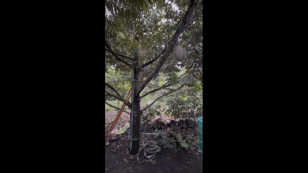 GIANT DURIAN TREE! Checking out an old durian / fruit farm in concepcion, philippines.