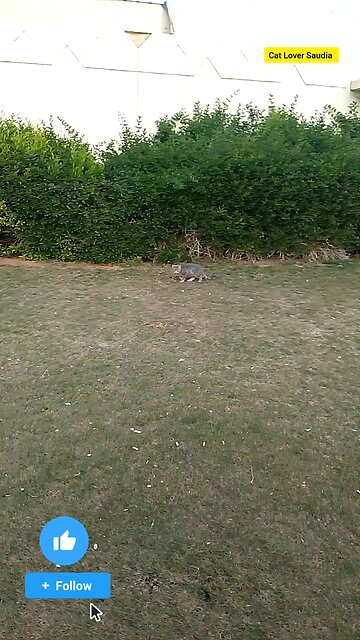 The Cat video in saudia arbia Garden ❤️