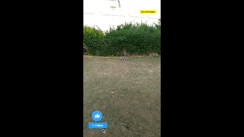The Cat video in saudia arbia Garden ❤️