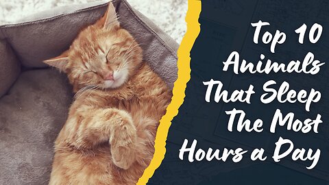 Top 10 Animals That Sleep The Most Hours a Day