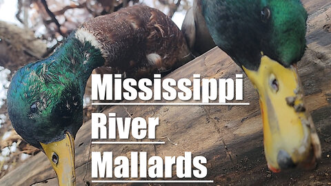 Hunting Mallards On The Mississippi River! || Mud Boat Duck Hunting