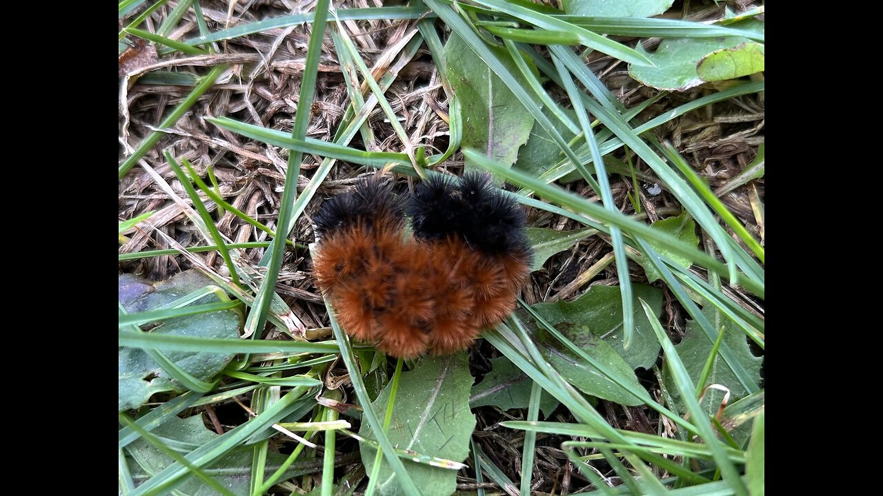 Wholly Bear Caterpillar