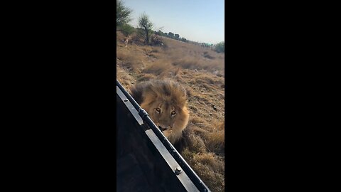 Sprint power of the Lion Pride