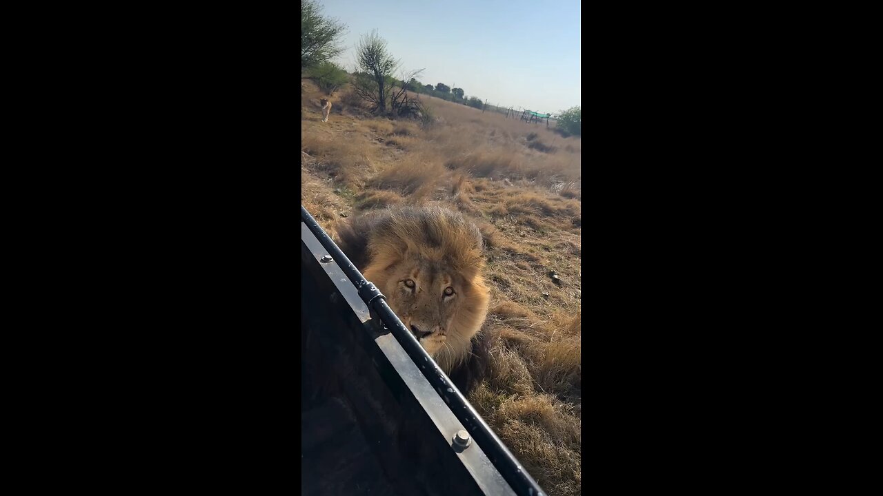 Sprint power of the Lion Pride