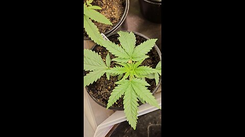plants