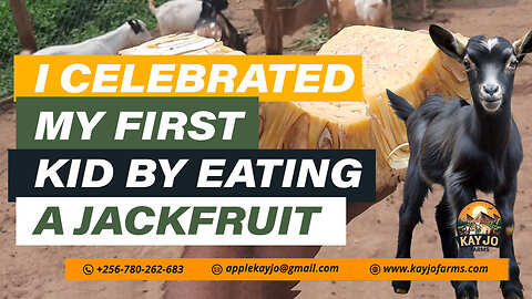 I Celebrated My First Kid By Eating A Jack Fruit | ep18 #kids #goatfarming