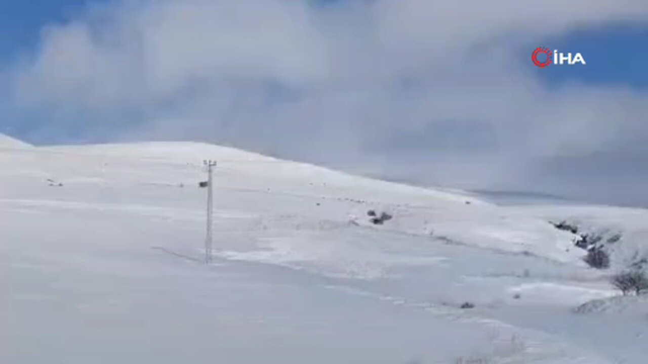 Tatvan kırsalında domuz sürüsü görüntülendi