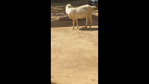Nubian Goat 🐐 #goat #shorts #viral #trending #followme