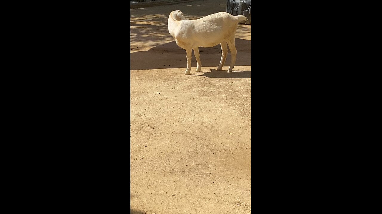 Nubian Goat 🐐 #goat #shorts #viral #trending #followme