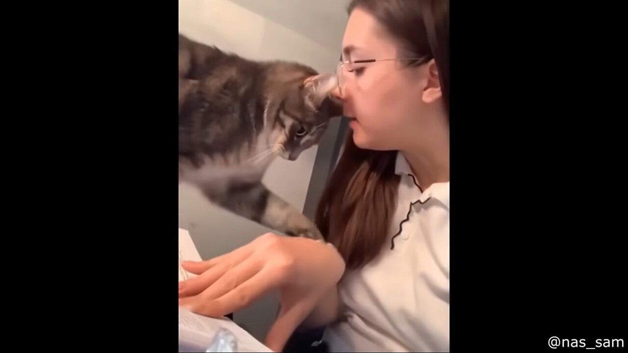 Best Cat Videos of the Decade