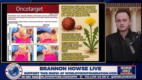 Dandelion root eliminates 95% of cancer cells in the lab