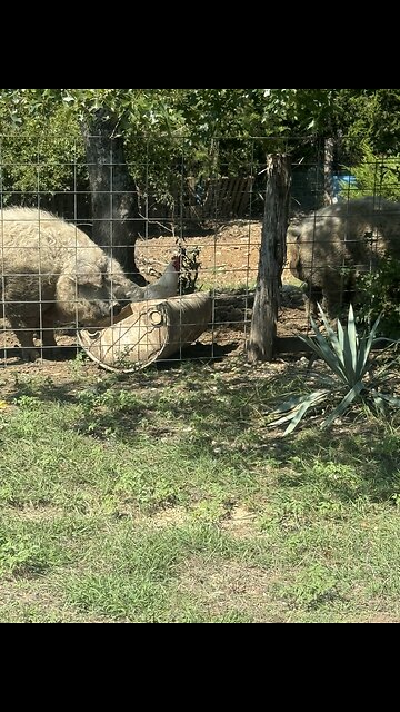 adorable! 3 year old singing God Bless America with her dolls.