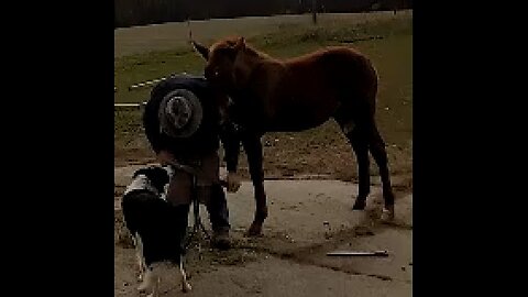 Sriracha's second hoof trimming PLUS - 5 Nov 2025