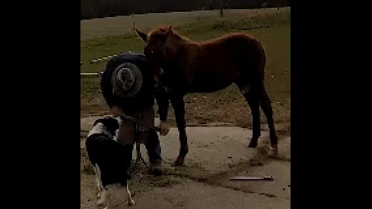 Sriracha's second hoof trimming PLUS - 5 Nov 2025