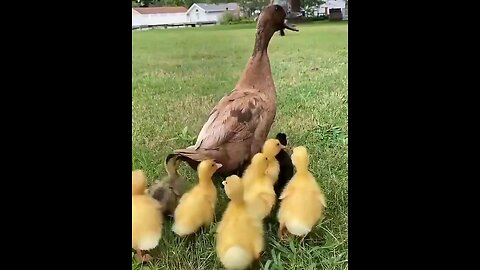 duck