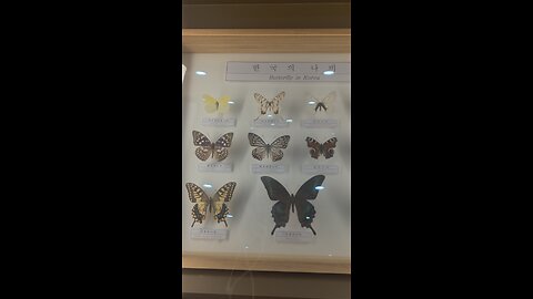 butterflies in Korea