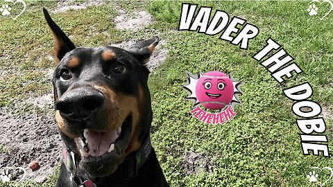 Doberman Ball Bandit: Vader’s Pink Tennis Ball Heist! 🐶🎾