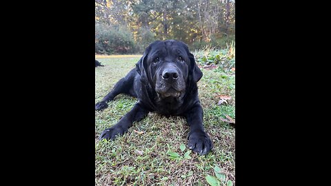 Happy 10th Birthday to Lynn's boy Jake (and his brother Elwood)