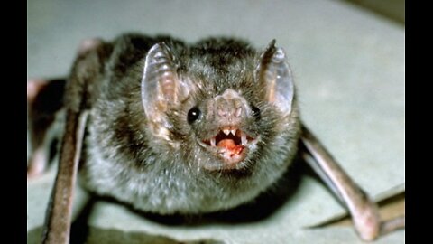 Common Vampire Bat