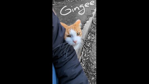 Gingee & the toroidal field 💕