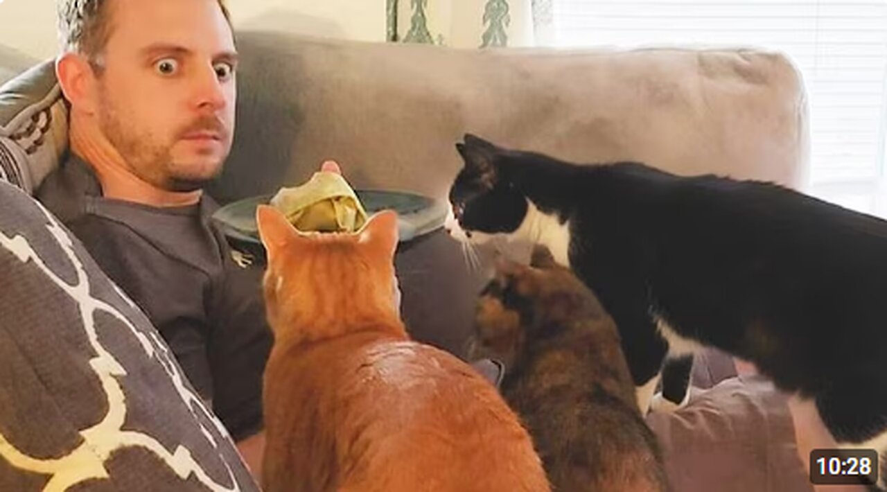 Cat Can't Stop being Overly Dramatic with Their Human 🤣 Funny Cat and Human Video!