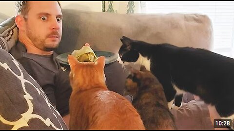 Cat Can't Stop being Overly Dramatic with Their Human 🤣 Funny Cat and Human Video!