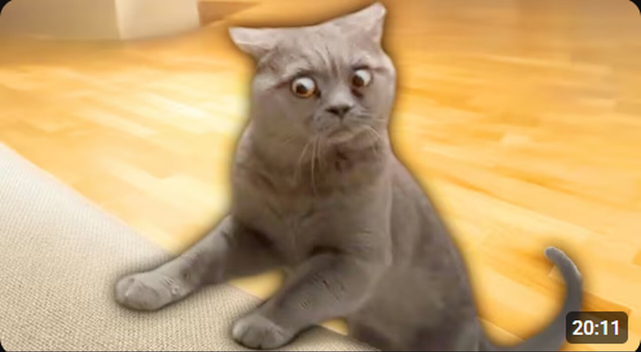 Cute cat funny dance 😍😅