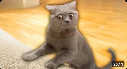 Cute cat funny dance 😍😅
