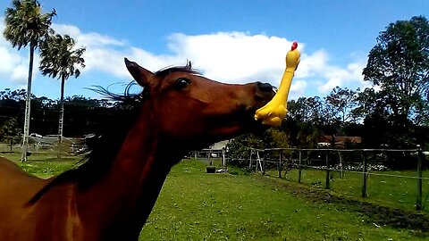 FUNNIEST Horses CAUSE Chaos in These Hilarious Videos!😂🐎