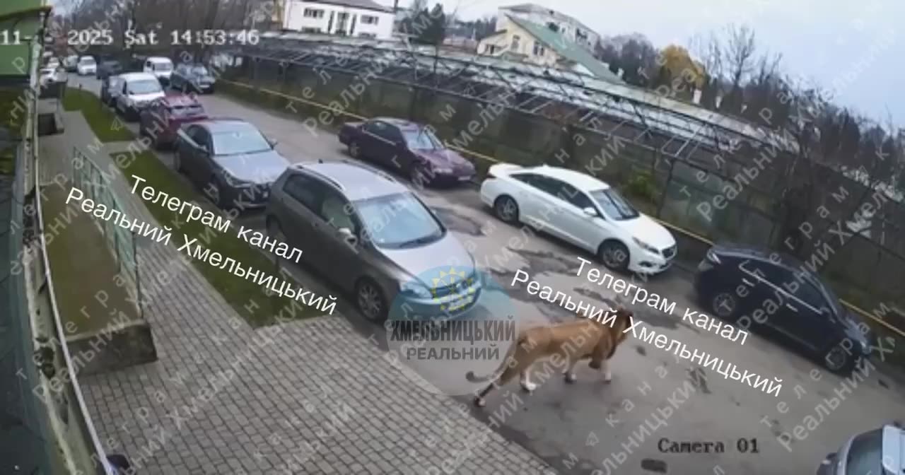 The prosecutors office took up the investigation into the escape of lions from the center