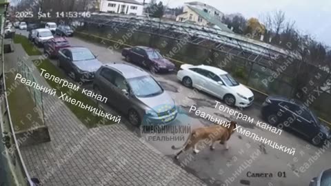 The prosecutor's office took up the investigation into the escape of lions from the center