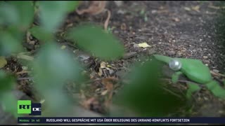 RT DE LIVE-TV