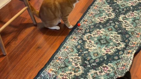 Orange Cat Jumps Straight Up in the Air Chasing a Bouncy Ball