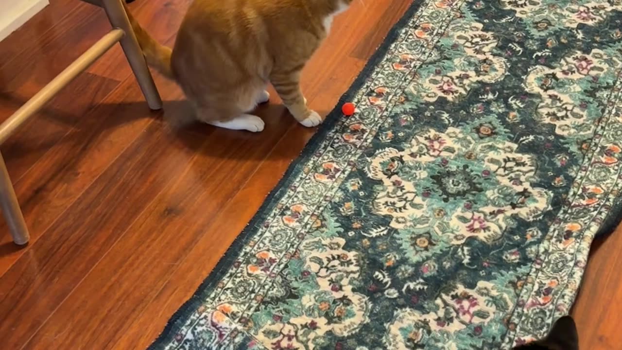 Orange Cat Jumps Straight Up in the Air Chasing a Bouncy Ball