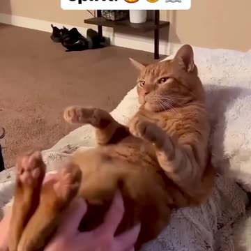 The Best Funny Animal Clips