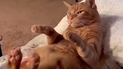 The Best Funny Animal Clips