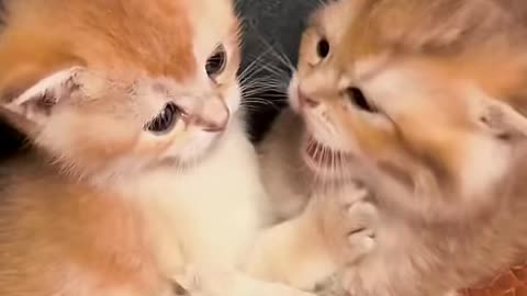 I Want to Kiss You! 😘 | Cutest Cat Moment Ever