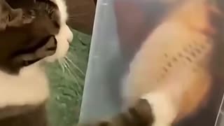 😂🐟 Cat Wants Fish: The Cutest Fail! | FunFM